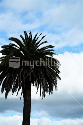 A Phoenix Palm tree with the clouds in the sky.