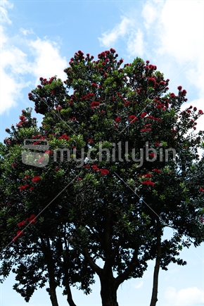 A pohutukawa tree in bloom with the sky