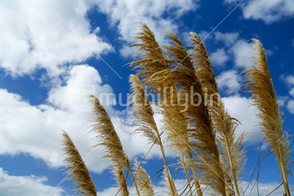 A group of the toe toe plants plume and stems with the blue sky with clouds.