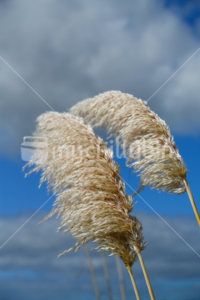 Part of a toe toe plant (the plume) with the sky as a background.