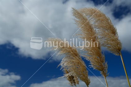 Part of a toe toe plant with the clouds in the blue sky.