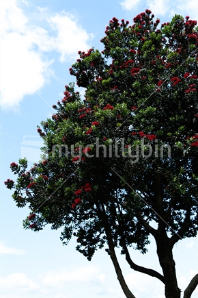 Pohutukawa tree in bloom with the sky