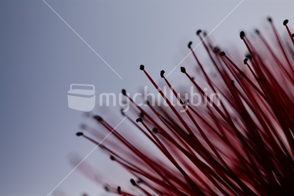The petals of a pohutukawa flower close up.  Studio shot with a light behind the flower.