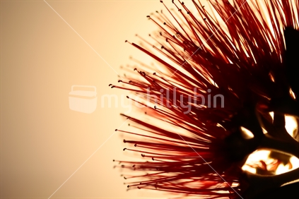 The petals of a pohutukawa flower close up.  Studio shot with a light behind the flower.