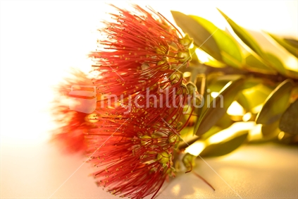 Flowers and leaves of a pohutukawa tree with a light behind it.
