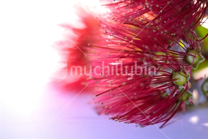 Flowers of a pohutukawa tree close up
