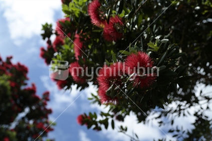 Pohutukawa tree in bloom against the blue sky