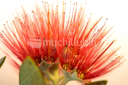 The flowers of a pohutukawa tree close up.