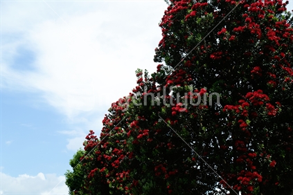 Part of a Pohutukawa tree in bloom with the sky in the background.