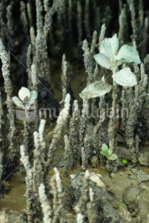 Mangrove Plants trying to grow in mud.  Taken at an inlet in Weymouth , Auckland.
