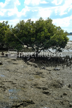 A tree growing in the mud in an inlet in Weymouth, Auckland.  