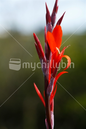 A close up of a red flower.