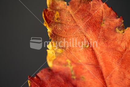 A close up of a burgundy maple autumn leaf with a black background.