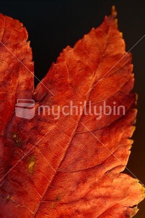 Part of a burgundy maple autumn leaf with a black background.