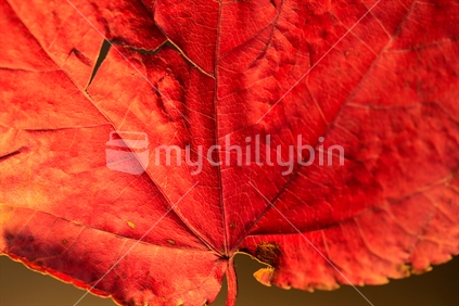 A close up of a burgundy maple autumn leaf.