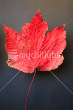 A burgundy maple autumn leaf with a black background.