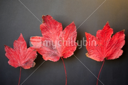 A burgundy maple autumn leaves with a black background.