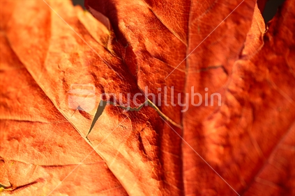 A close up of a burgundy autumn leaf with a rip in it. 