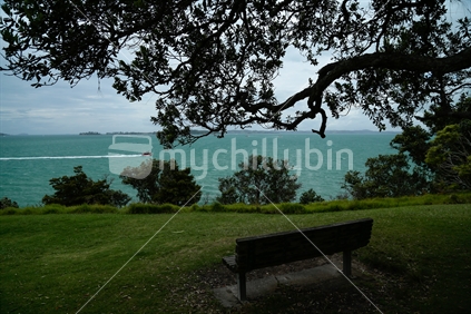 A seat under a tree looking out at the view at Musick point in Auckland.