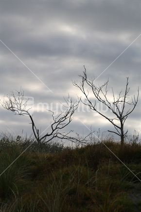 Two bare trees on an overcast day.  Taken in Raglan.