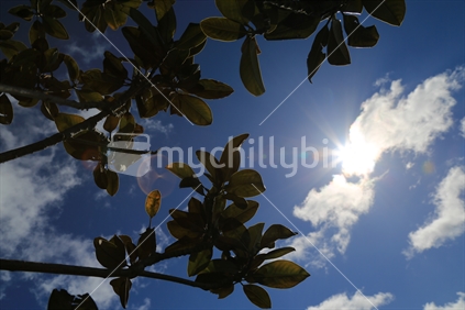 Branches and leaves of a tree with the sun shinning through.