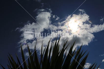 Leaves of a flax plant with dramatic clouds in the sky.