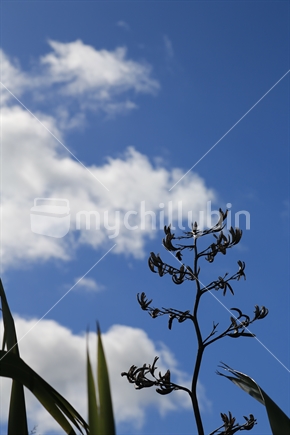 Part of a flax seed head with the sky.