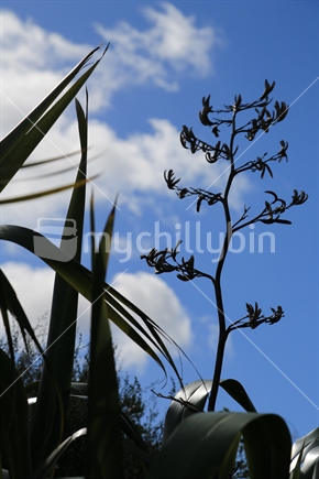 Flax seed head with the sky.
