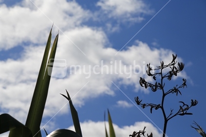 Part of a flax plant with the sky.