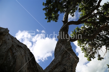 Pohutukawa Tree Leaves Against Blue Sky