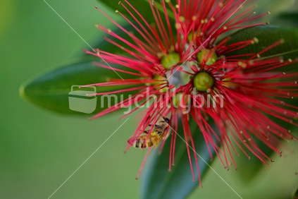 A flower of the pohutukawa tree close up and with a wasp on it.