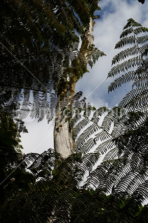 Silver fern leaves and branches surrounding other trees in the forest.