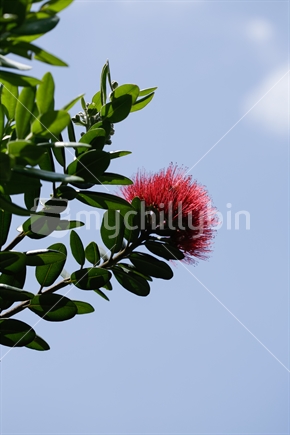 The branches, leaves and flowers of a pohutukawa tree with the blue sky.