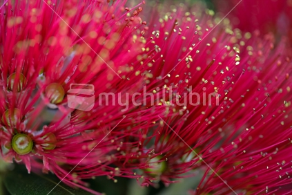 The red flowers of a pohutukawa tree in bloom.