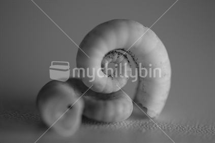 A black and white of two spiral shells.  One on top of the other one.