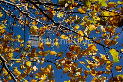 Autumn leaves on branches of a tree.