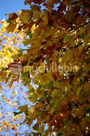 Part of a tree as the leaves change color in autumn.