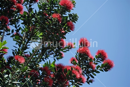 Part of a pohutukawa tree in bloom.  Showing off the beautiful red flowers.