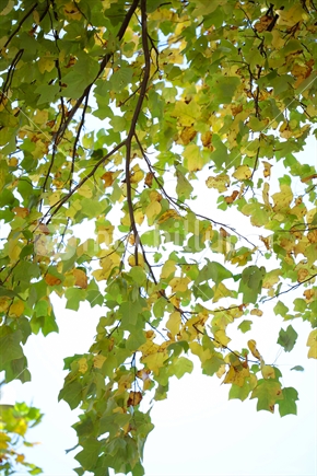 Autumn tree.