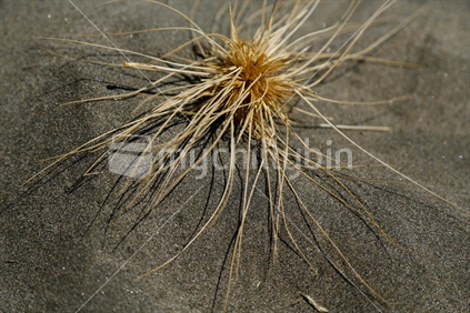 A piece of tumbleweed on the sand.   Taken at Piha beach in Auckland.