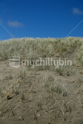 Sand dune with the grasses and blue sky.  Taken on Piha beach in Auckland.