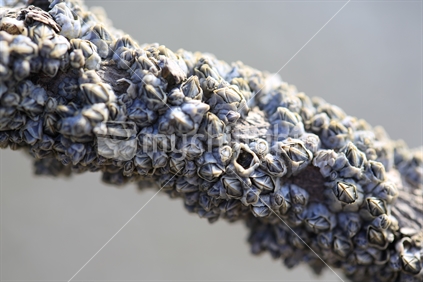 A close up of barnacles on a tree branch.  Taken on Howick beach in Auckland.