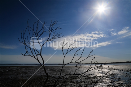 A part of a fallen bare tree branches on Howick beach at low tide with the sky and sun.