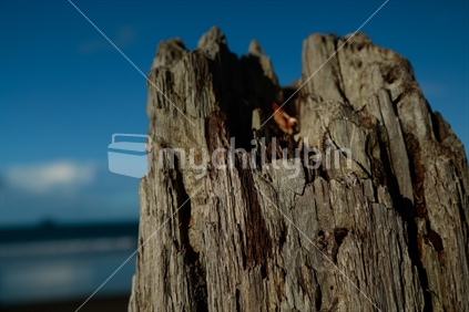 A close up of an unright piece of driftwood with limited depth of field.