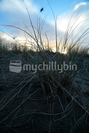 The grass on the beach in silhouette as the sun is starting to come down with clouds in the sky.  Taken on Buffalo beach in Whitianga.