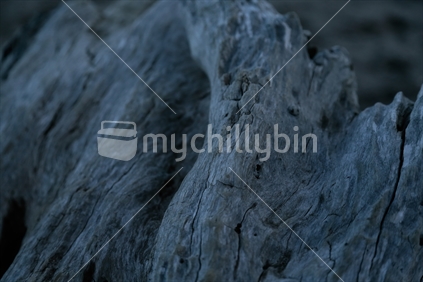 A part of a piece of driftwood close up.  Taken on Buffalo beach in Whitianga.