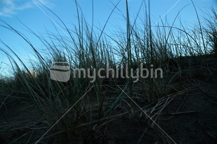 The sand and grass with the sky.  Taken on Buffalo beach in Whitianga.