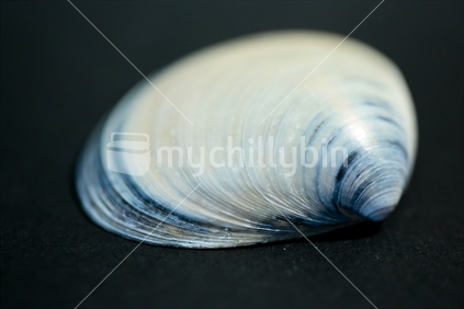 A egg cockle sea shell studio shot. 
