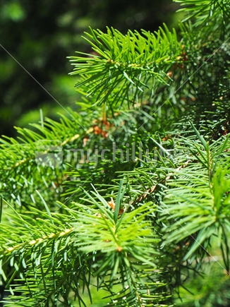 Douglas fir, forest in Twizel