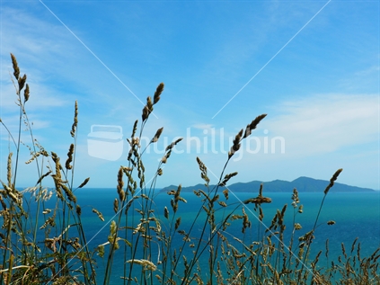 Kapiti Island, with grasses in foreground
